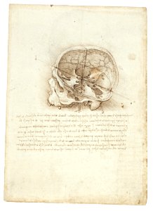 Da Vinci's Anatomic Painting Of Scull