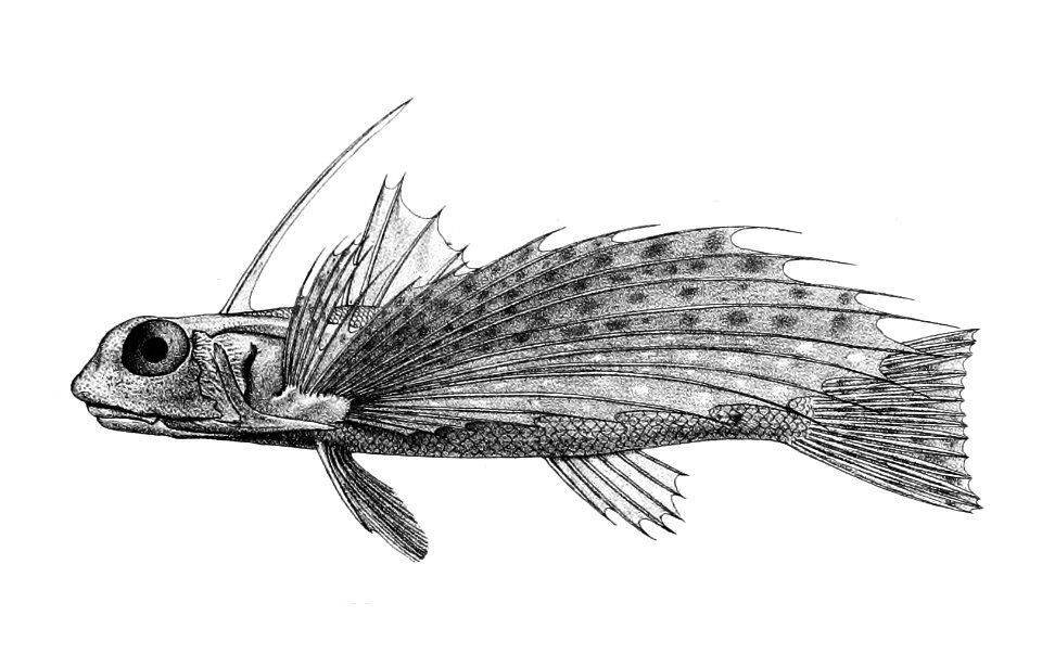 Dactylopterus orientalis Ford 60