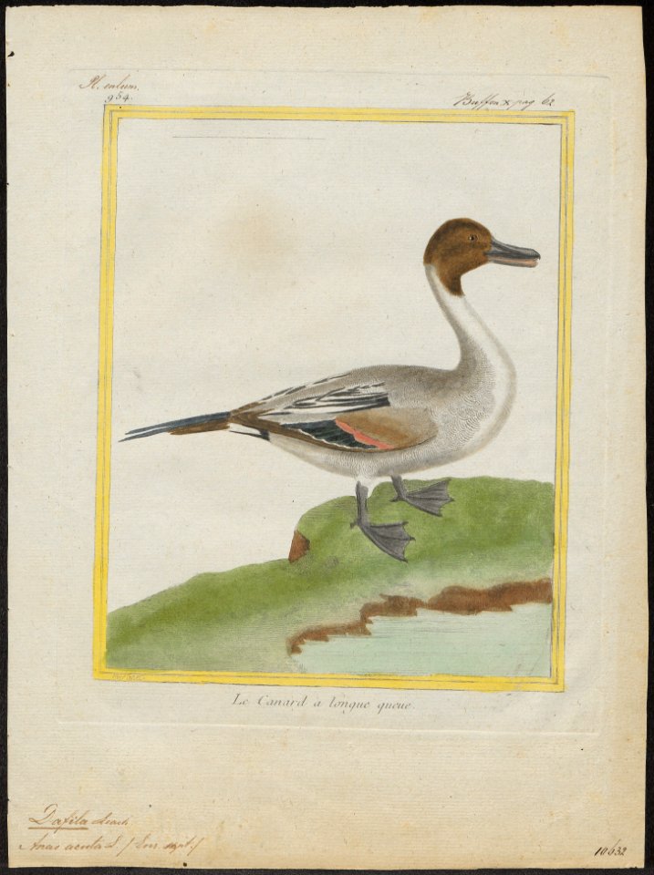 Dafila acuta - 1700-1880 - Print - Iconographia Zoologica - Special Collections University of Amsterdam - UBA01 IZ17600339