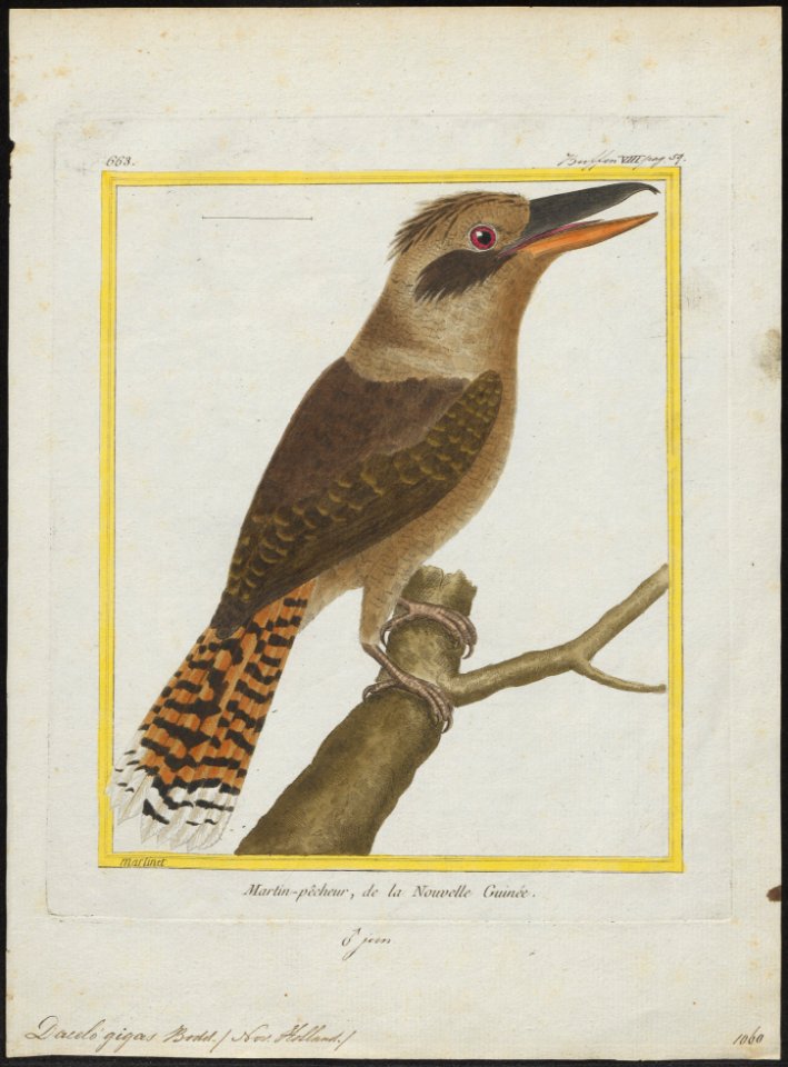Dacelo gigas - 1700-1880 - Print - Iconographia Zoologica - Special Collections University of Amsterdam - UBA01 IZ16800181