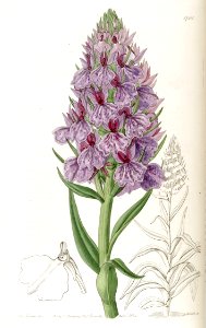 Dactylorhiza foliosa (as Orchis foliosa) - Edwards vol 20 pl 1701 (1835). Free illustration for personal and commercial use.