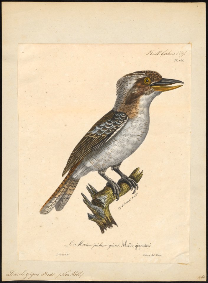 Dacelo gigas - 1825-1834 - Print - Iconographia Zoologica - Special Collections University of Amsterdam - UBA01 IZ16800183