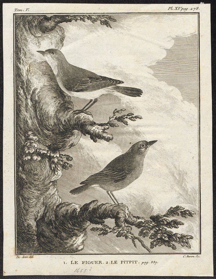 Dacnis cayana - 1700-1880 - Print - Iconographia Zoologica - Special Collections University of Amsterdam - UBA01 IZ16500157