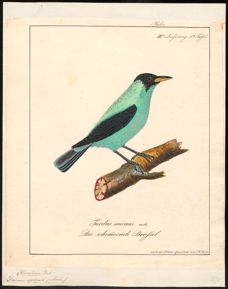 Dacnis spiza - 1700-1880 - Print - Iconographia Zoologica - Special Collections University of Amsterdam - UBA01 IZ19000383