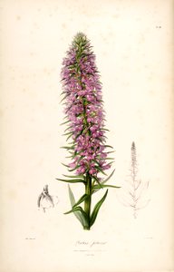 Dactylorhiza foliosa (as Orchis foliosa) - Sertum - Lindley pl. 44 (1838)