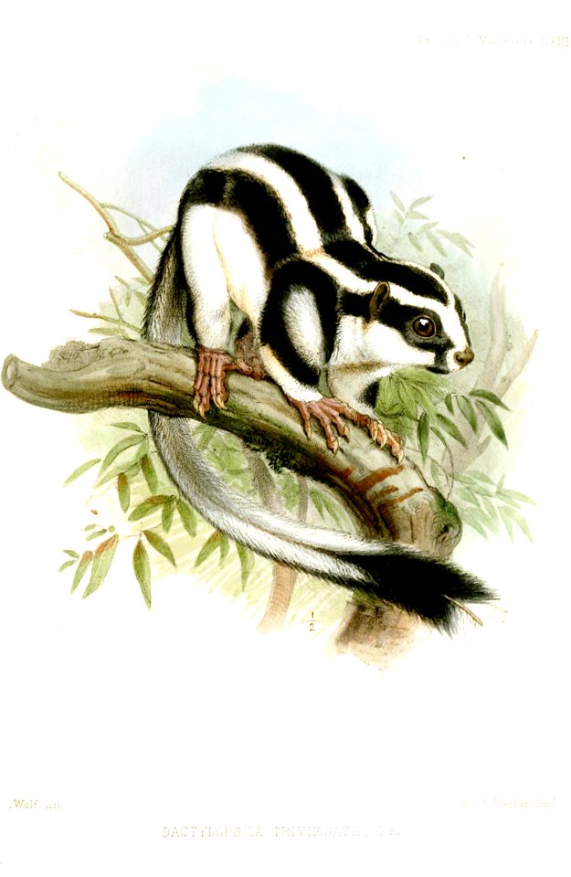 DactylopsilaTrivirgataWolf