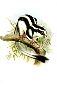 DactylopsilaTrivirgataWolf