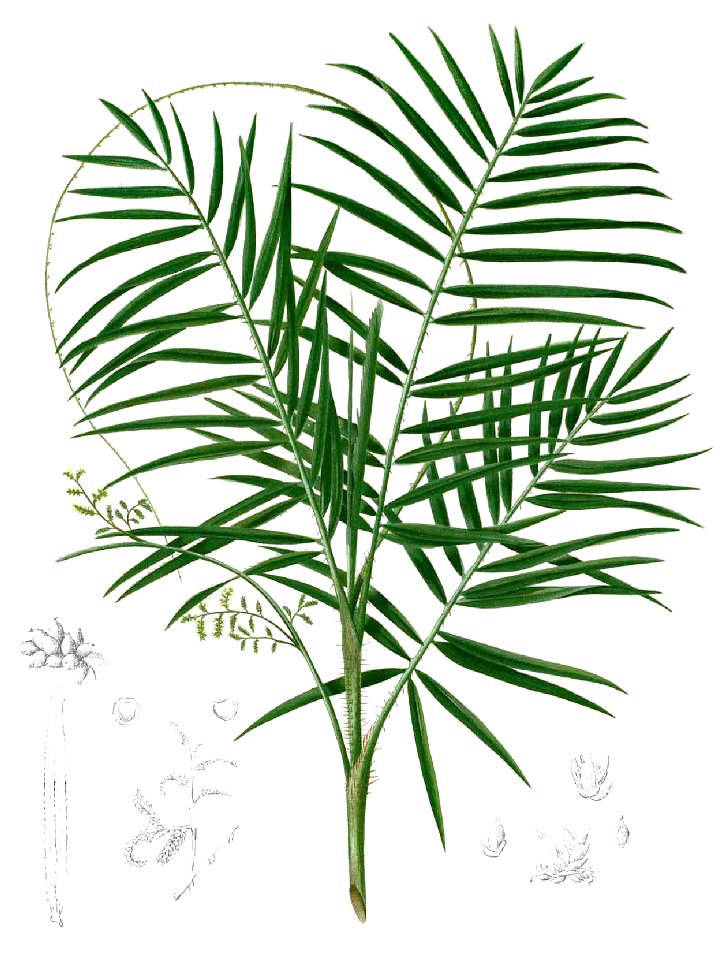 Daemonorops mollis Blanco1.99-cropped