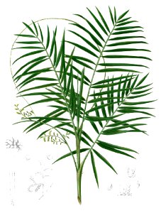 Daemonorops mollis Blanco1.99-cropped