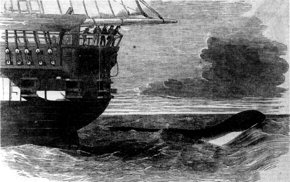 Daedalus sea serpent 1848