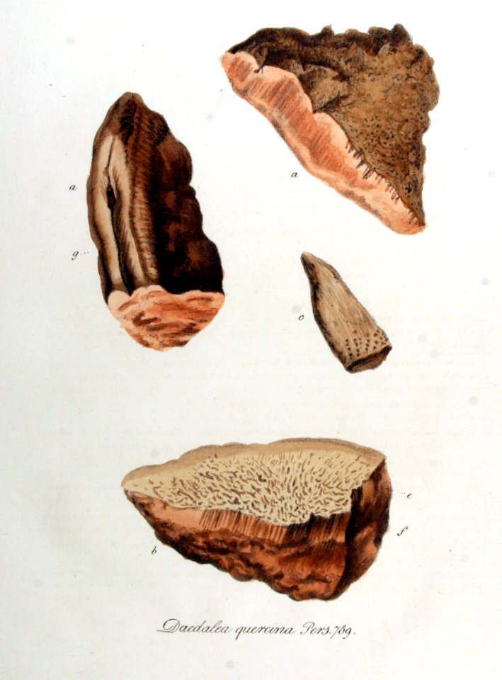 Daedalea quercina — Flora Batava — Volume v10