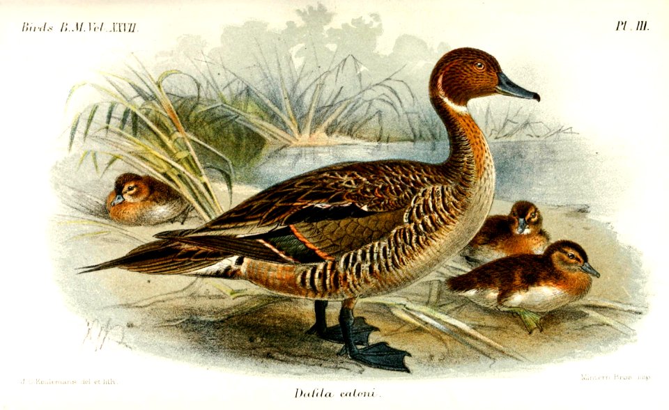 DafilaKeulemans