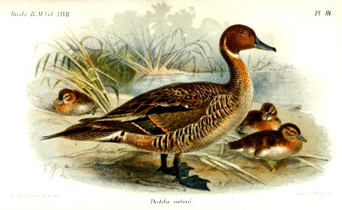 DafilaKeulemans