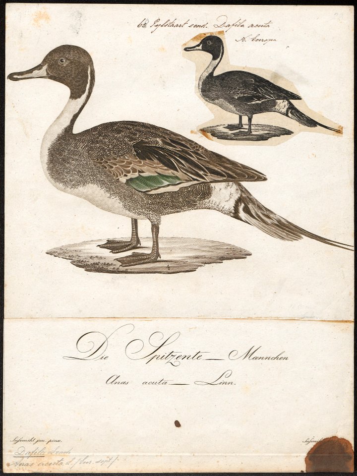 Dafila acuta - 1800-1812 - Print - Iconographia Zoologica - Special Collections University of Amsterdam - UBA01 IZ17600343