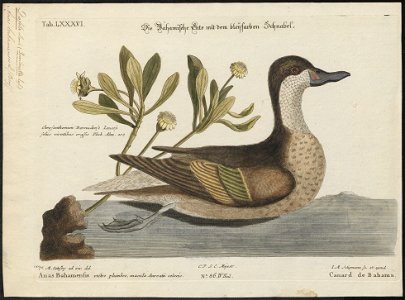 Dafila bahamensis - 1700-1880 - Print - Iconographia Zoologica - Special Collections University of Amsterdam - UBA01 IZ17600353. Free illustration for personal and commercial use.