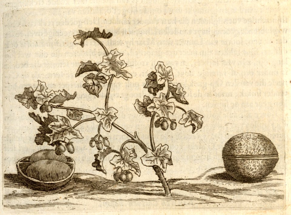 De Medecinale Noten - BNA-DIG-KOSTBARE-0427-018