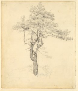 Johan Christian Dahl (attrib.) - Föhre (ca. 1818-20)