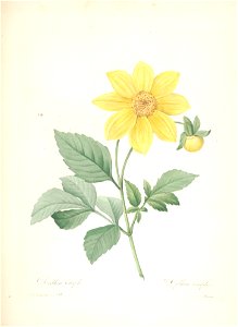 Dahlia pinnata - 001x. Free illustration for personal and commercial use.