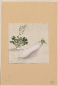 Daikon radish with plant growing in the background LCCN2009630031