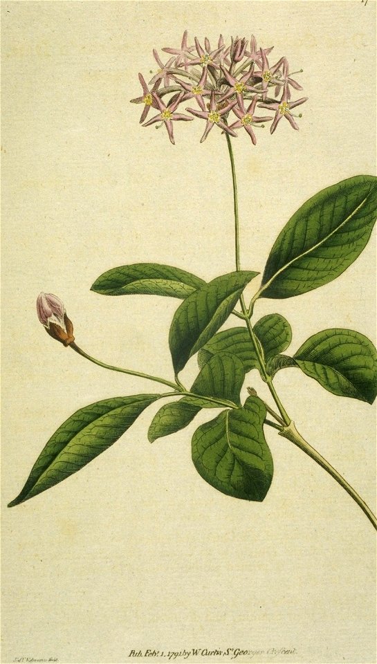 Dais Cotinifolia (Edwards)