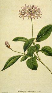 Dais Cotinifolia (Edwards)