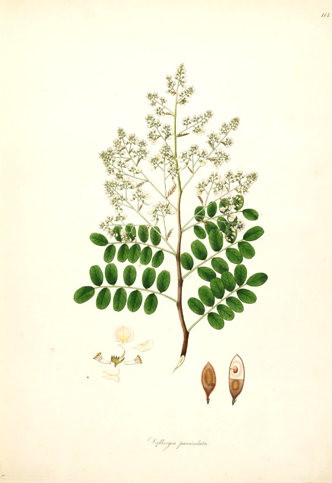 Dalbergia lanceolaria Roxburgh 1798 2-114