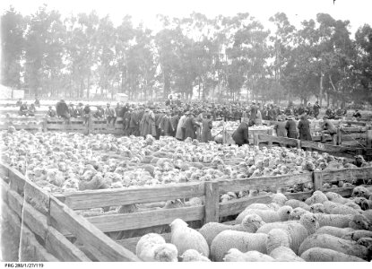 Dalgety auction Jamestown SA 1916 PRG-280-1-27-119