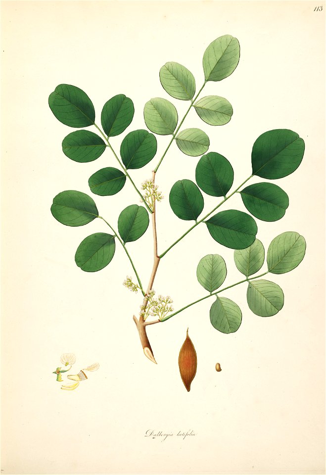 Dalbergia latifolia Roxburgh 1798 2-113