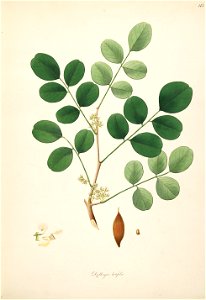 Dalbergia latifolia Roxburgh 1798 2-113