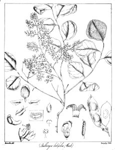 Dalbergia latifolia Govindoo. Free illustration for personal and commercial use.