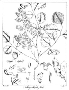 Dalbergia latifolia Govindoo
