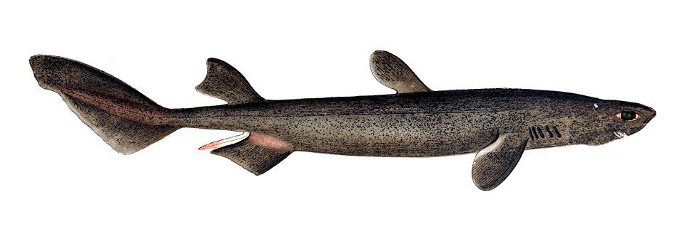 Dalatias licha Gervais