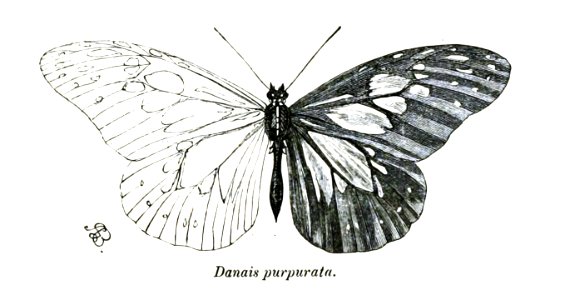 DanaisPurpurataButler