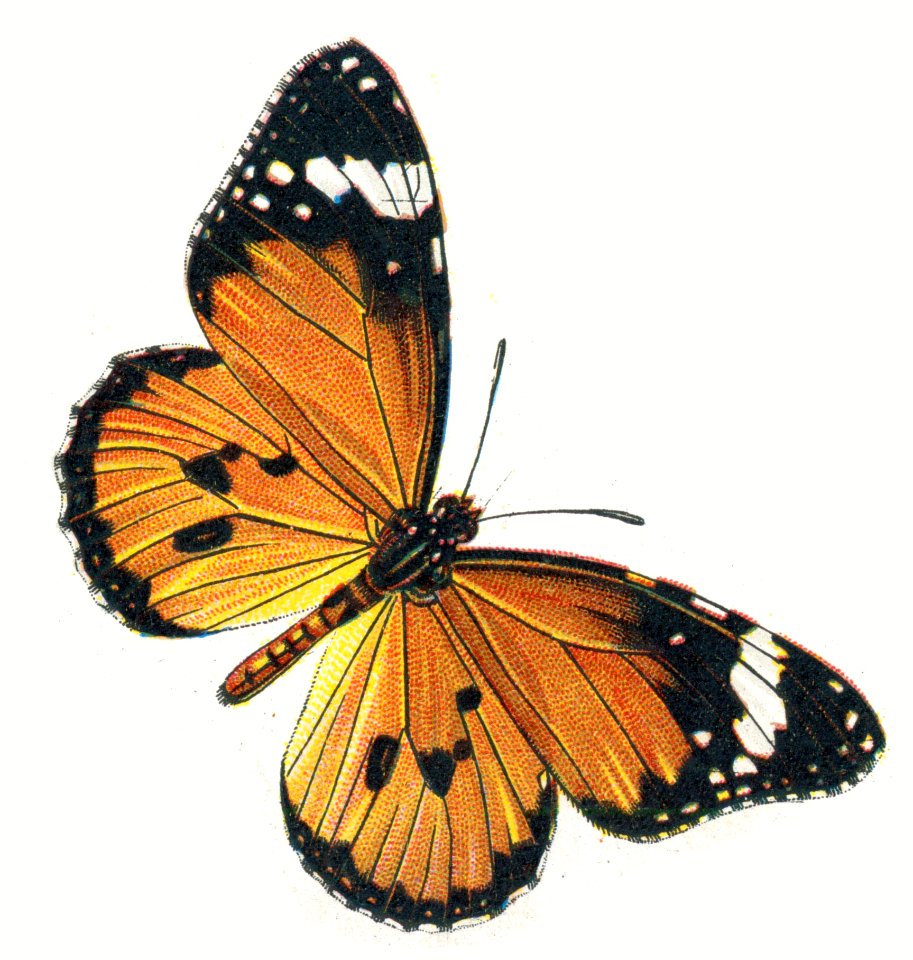 Danaus chrysippus par Nemos