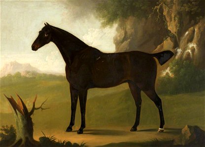 Daniel Clowes (1774-1829) - A Bay Hunter - 932342 - National Trust