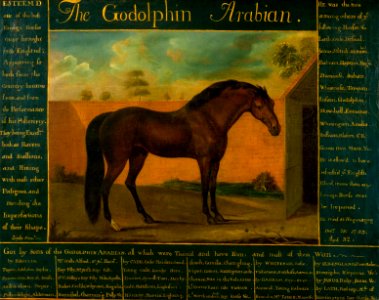 Daniel Quigley - The Godolphin Arabian - Google Art Project. Free illustration for personal and commercial use.