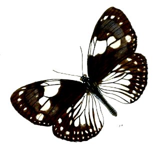 DanisepaRamsayi 39 1a