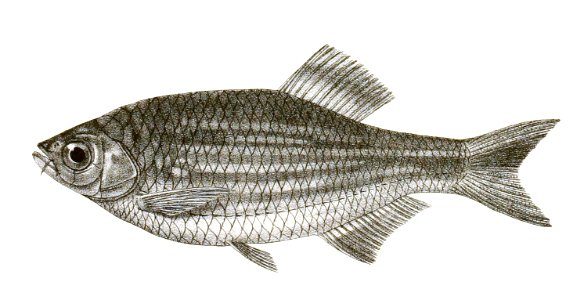 Danio malabaricus Mintern 150
