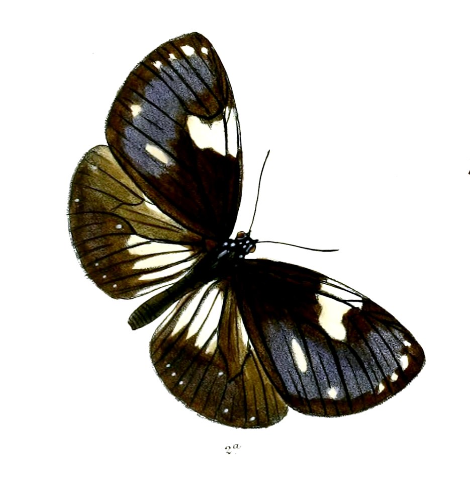 DanisepaRhadamanthus 39 2a