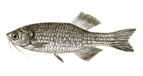 Danio dangila Mintern 150