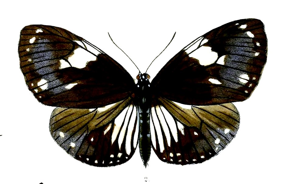 DanisepaRhadamanthus 39 2