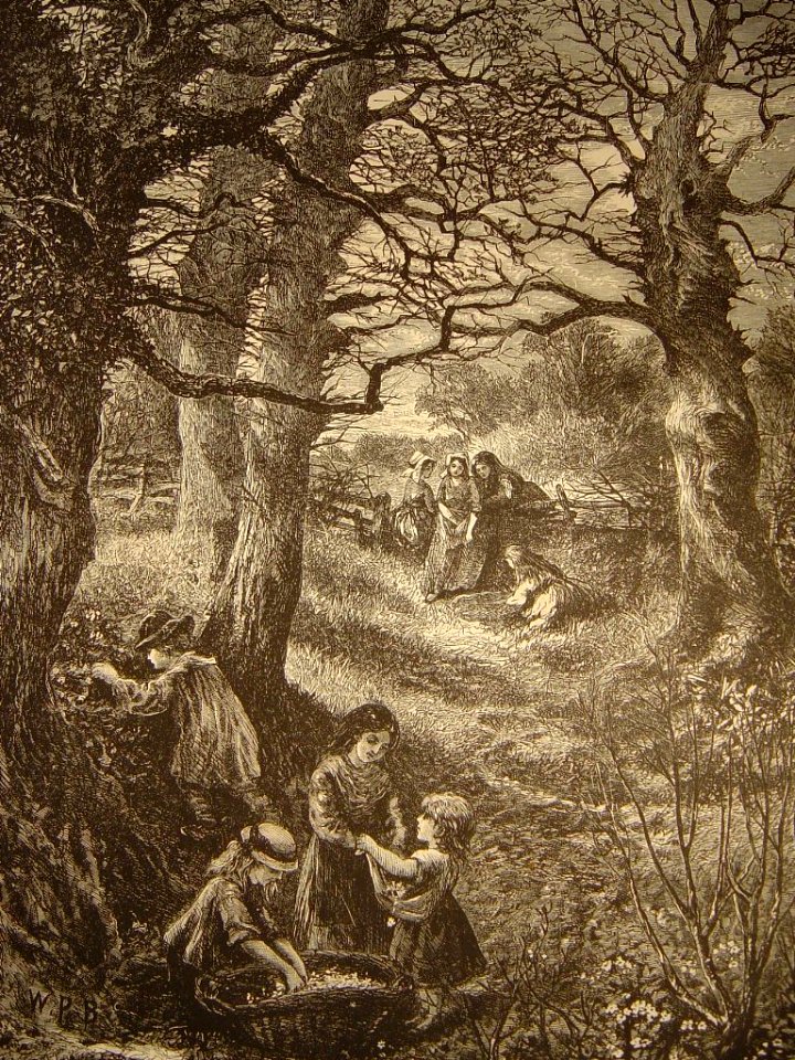 Dans le bois