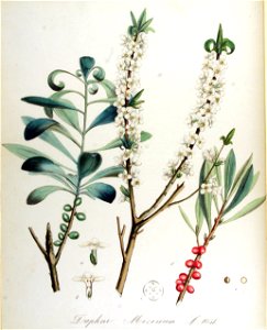 Daphne mezereum — Flora Batava — Volume v14