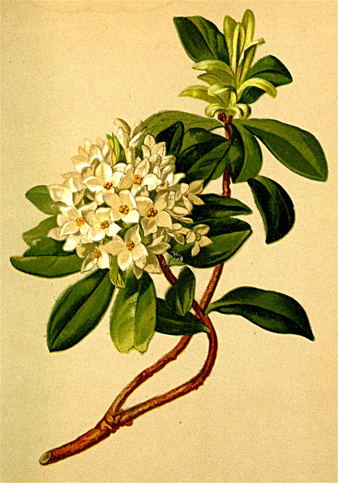 Daphne blagayana Atlas Alpenflora