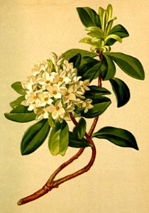 Daphne blagayana Atlas Alpenflora
