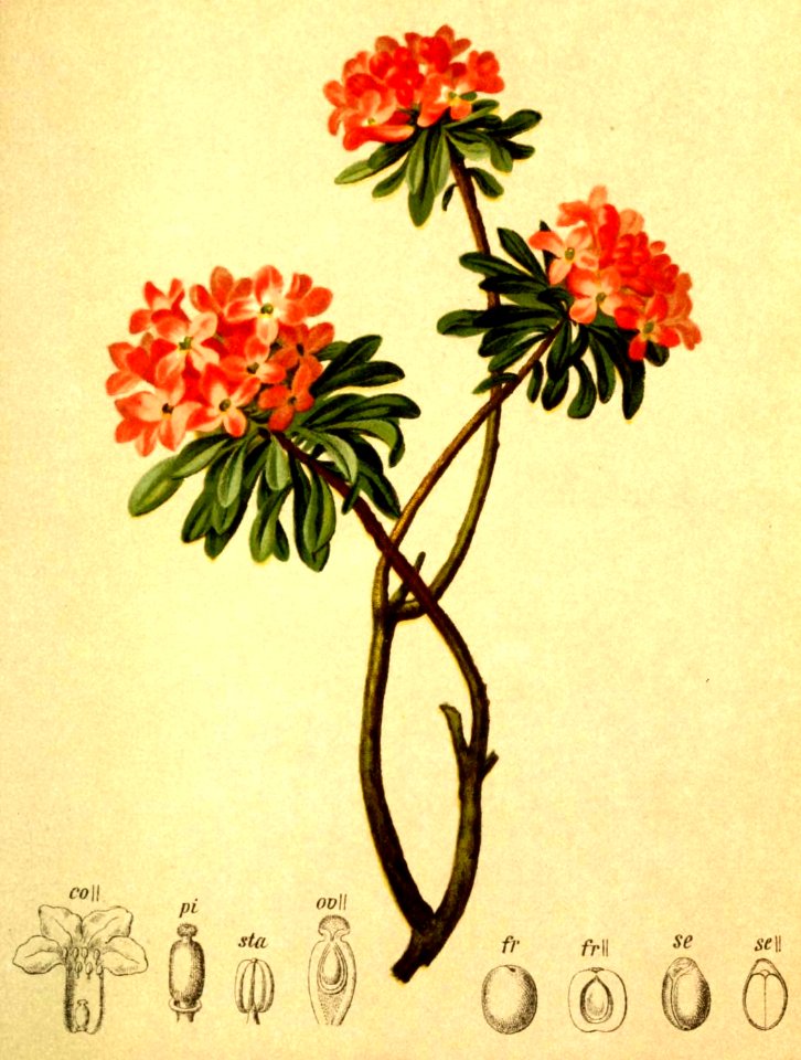 Daphne striata Atlas Alpenflora