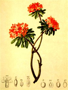 Daphne striata Atlas Alpenflora