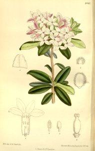 Daphne retusa 138-8430