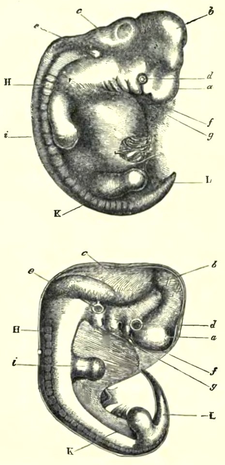 Darwin - La Descendance de l homme, 1881, page 006