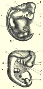 Darwin - La Descendance de l homme, 1881, page 006